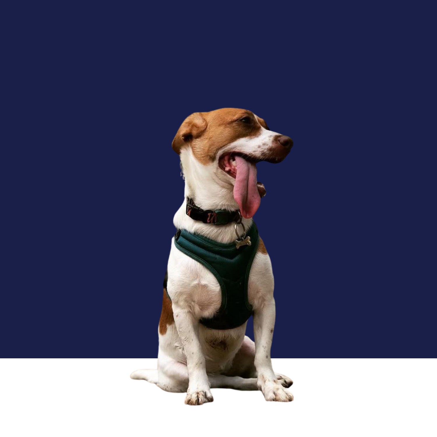 For Dogs