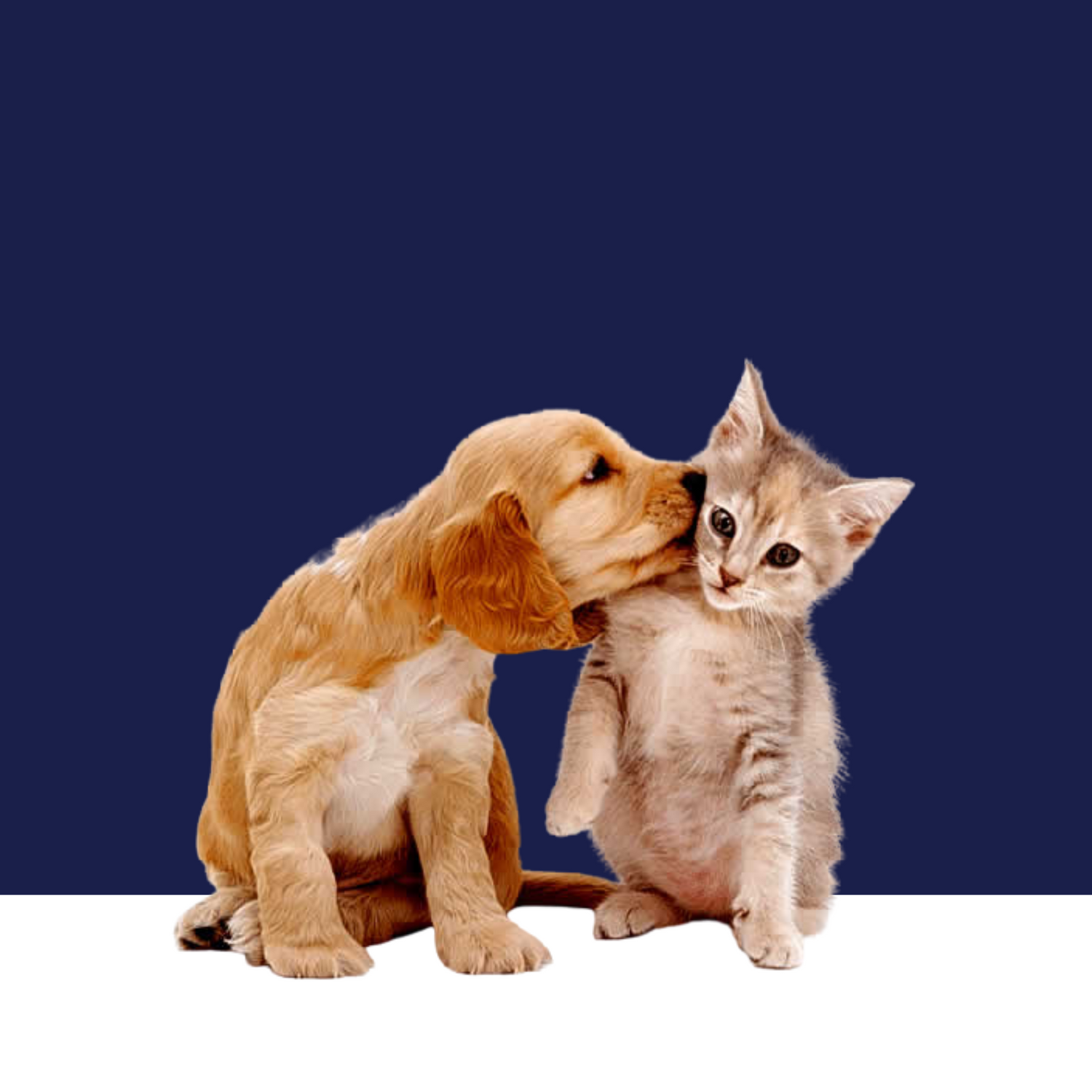 For Dogs & Cats