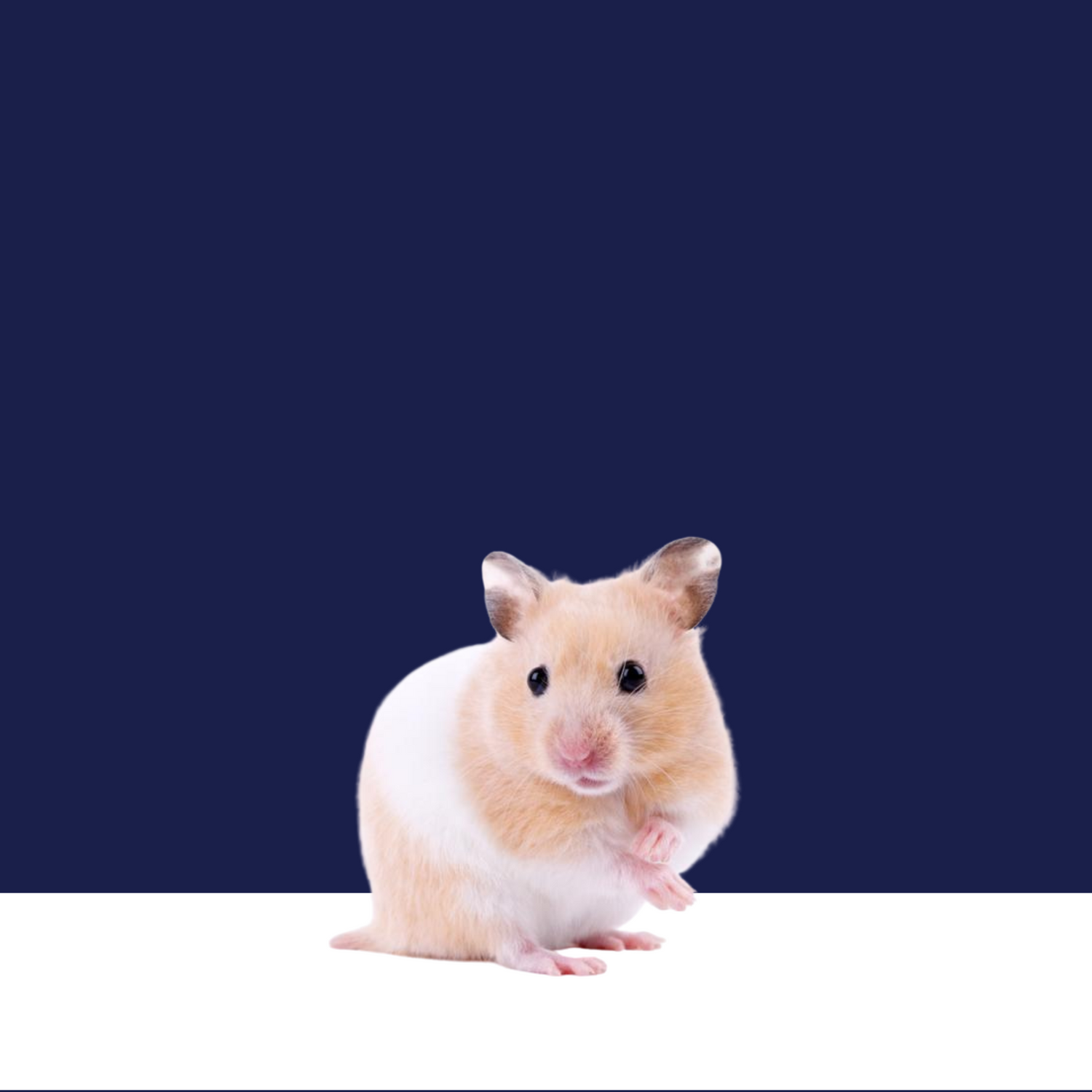 For Hamster