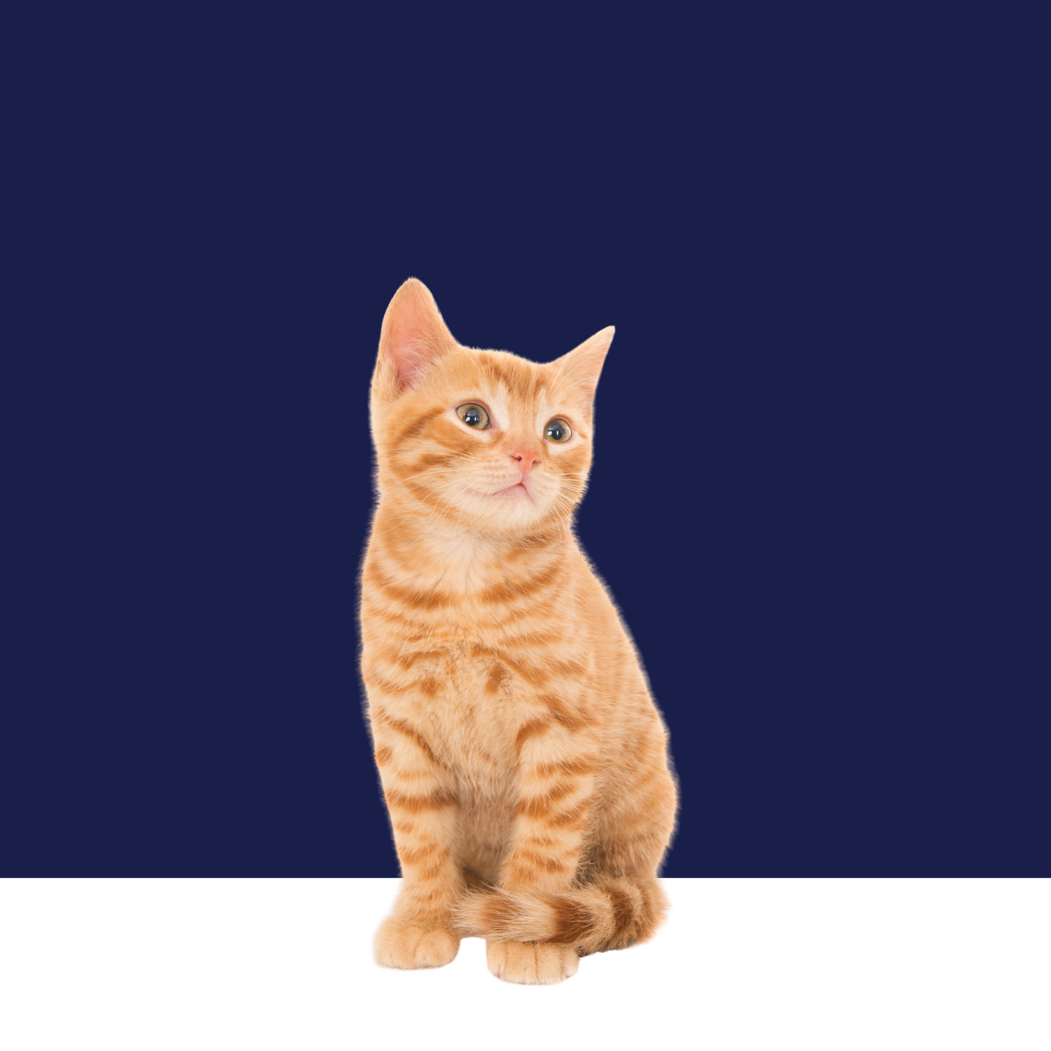 For Cats