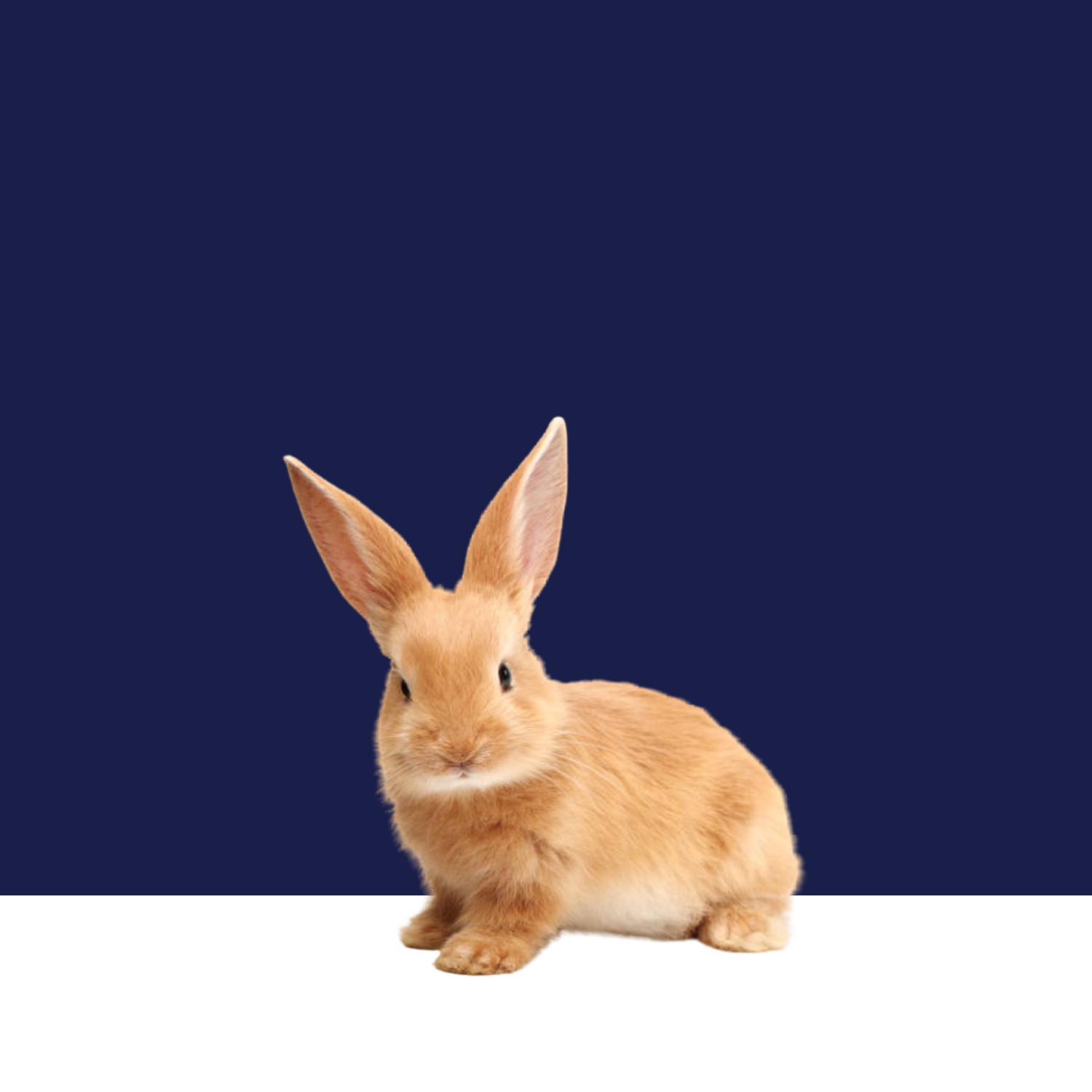 For Rabbits
